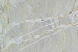 Polished Stromatolite (Kussiella) Slab - Russia #91812-1